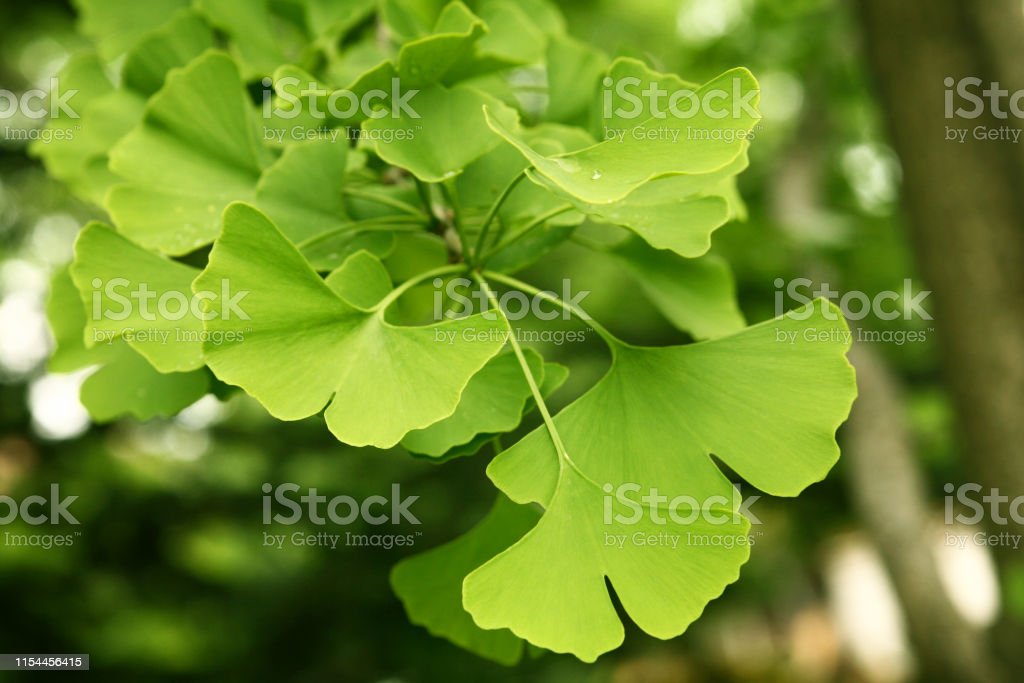 Detail Daun Ginkgo Biloba Nomer 23