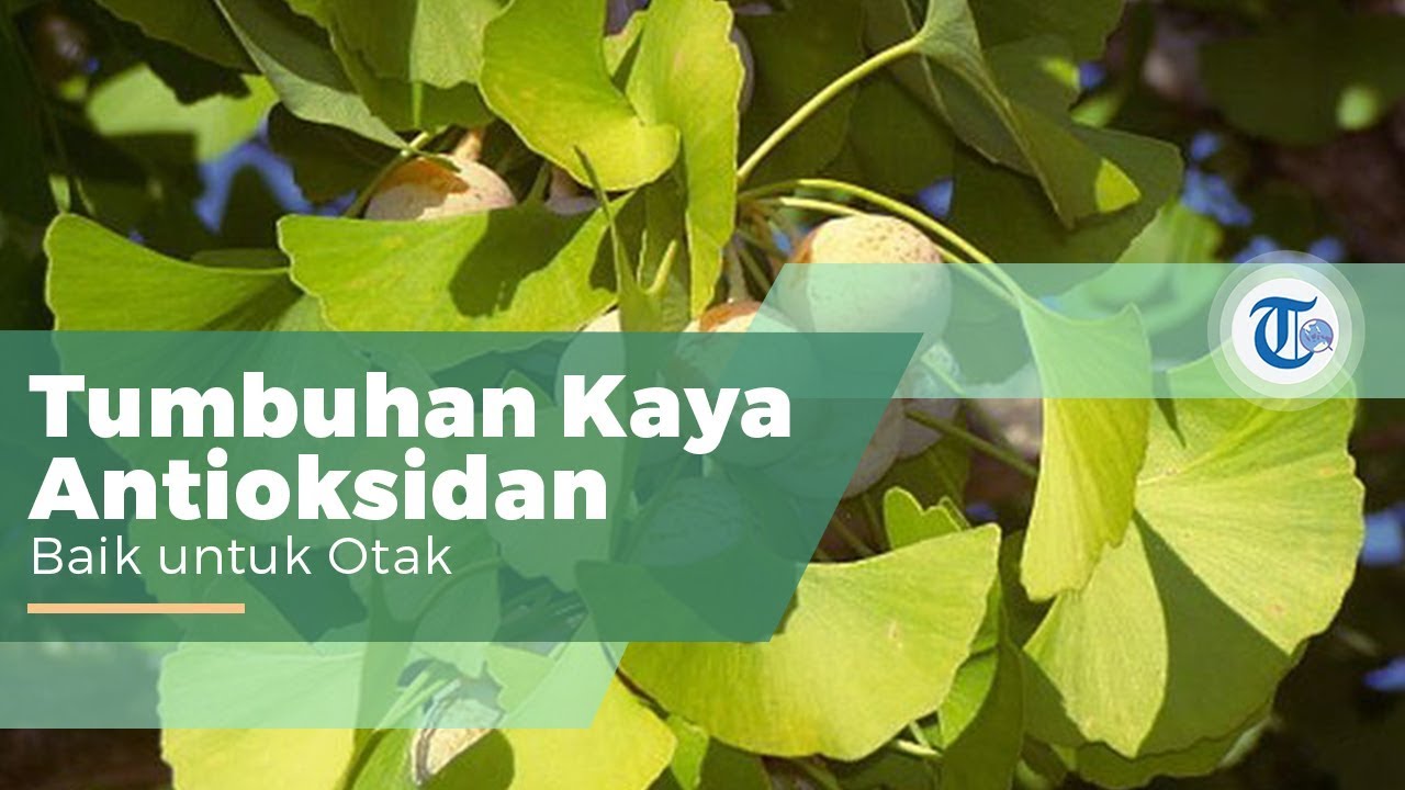 Detail Daun Ginkgo Biloba Nomer 24