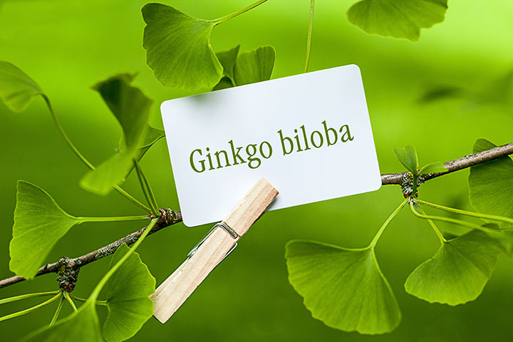 Detail Daun Ginkgo Biloba Nomer 25
