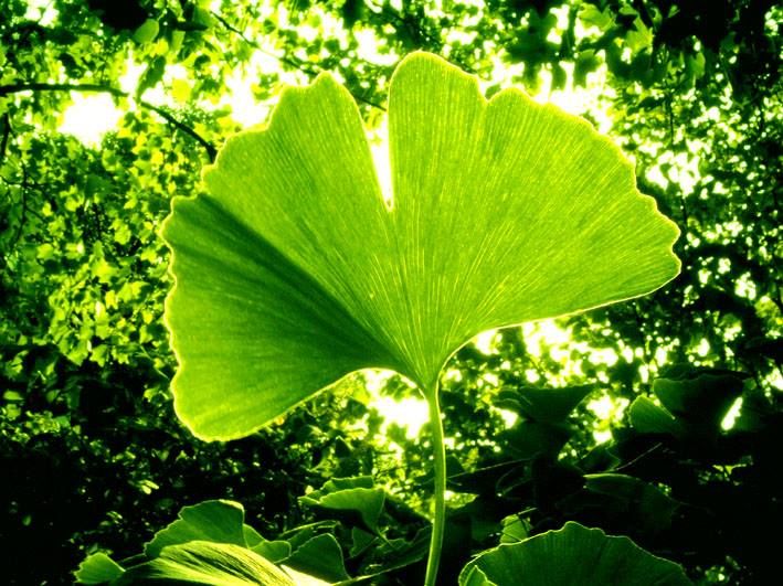 Detail Daun Ginkgo Biloba Nomer 26
