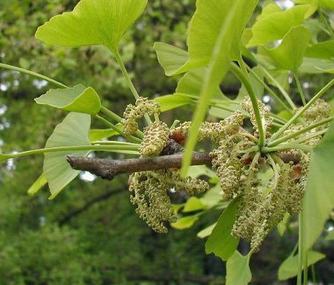 Detail Daun Ginkgo Biloba Nomer 27