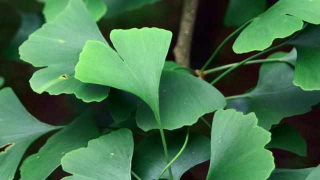 Detail Daun Ginkgo Biloba Nomer 4