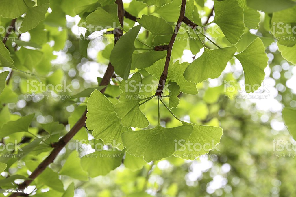 Detail Daun Ginkgo Biloba Nomer 28