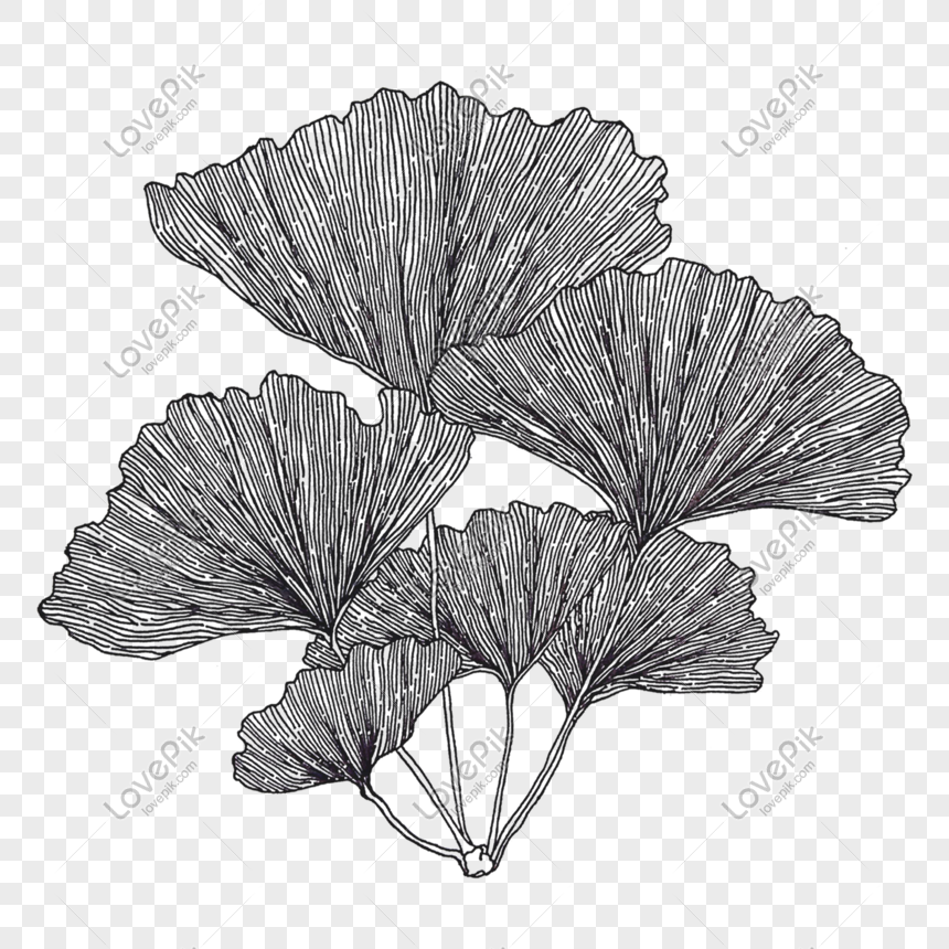 Detail Daun Ginkgo Biloba Nomer 29