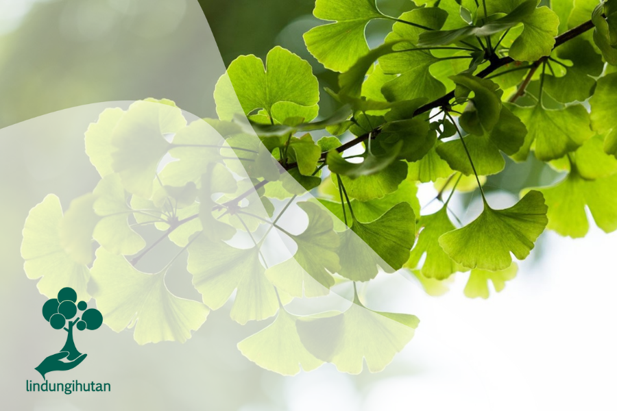 Detail Daun Ginkgo Biloba Nomer 30