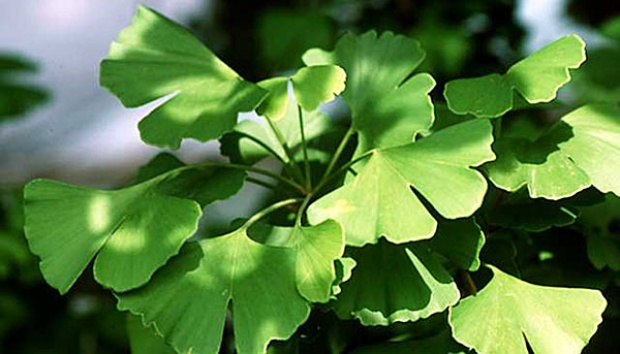 Detail Daun Ginkgo Biloba Nomer 31