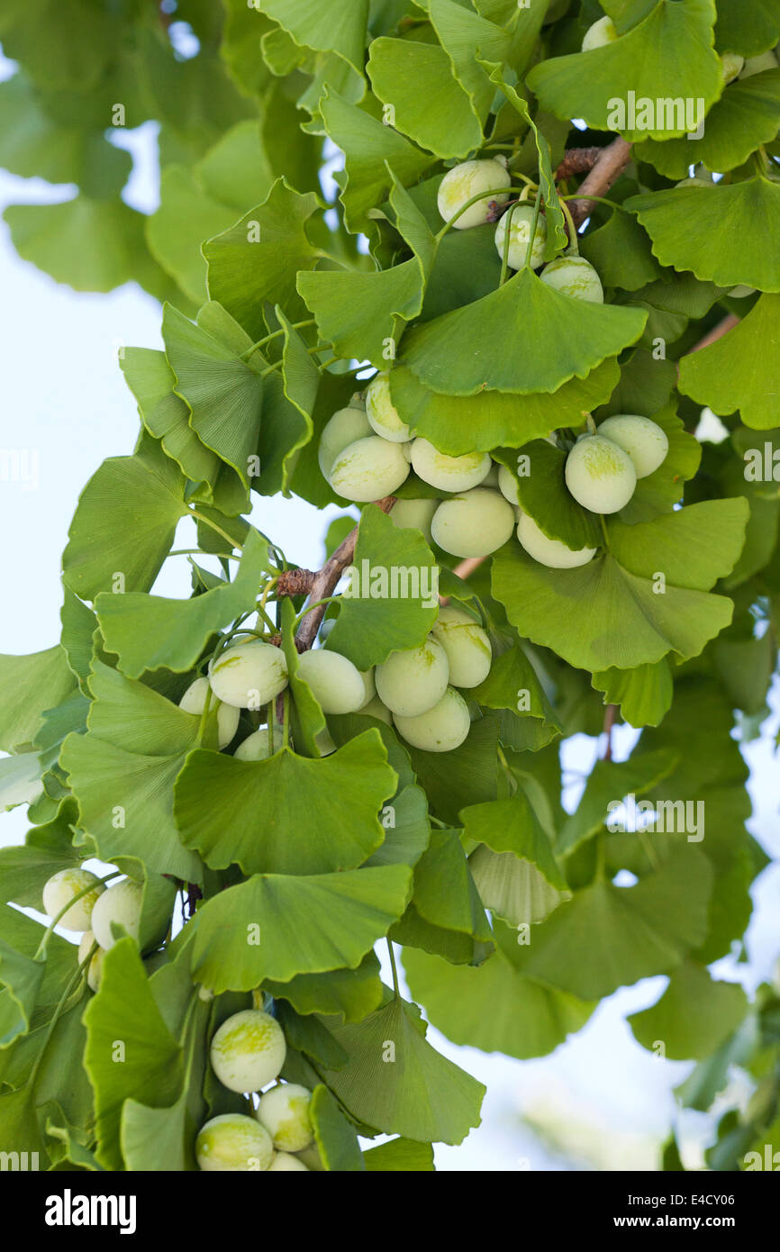 Detail Daun Ginkgo Biloba Nomer 32