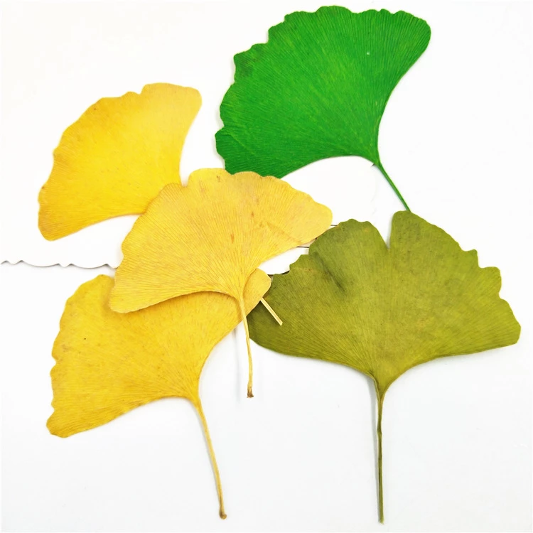 Detail Daun Ginkgo Biloba Nomer 33