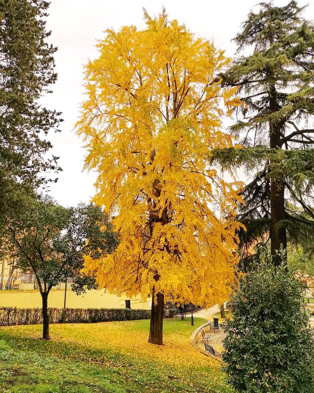 Detail Daun Ginkgo Biloba Nomer 34
