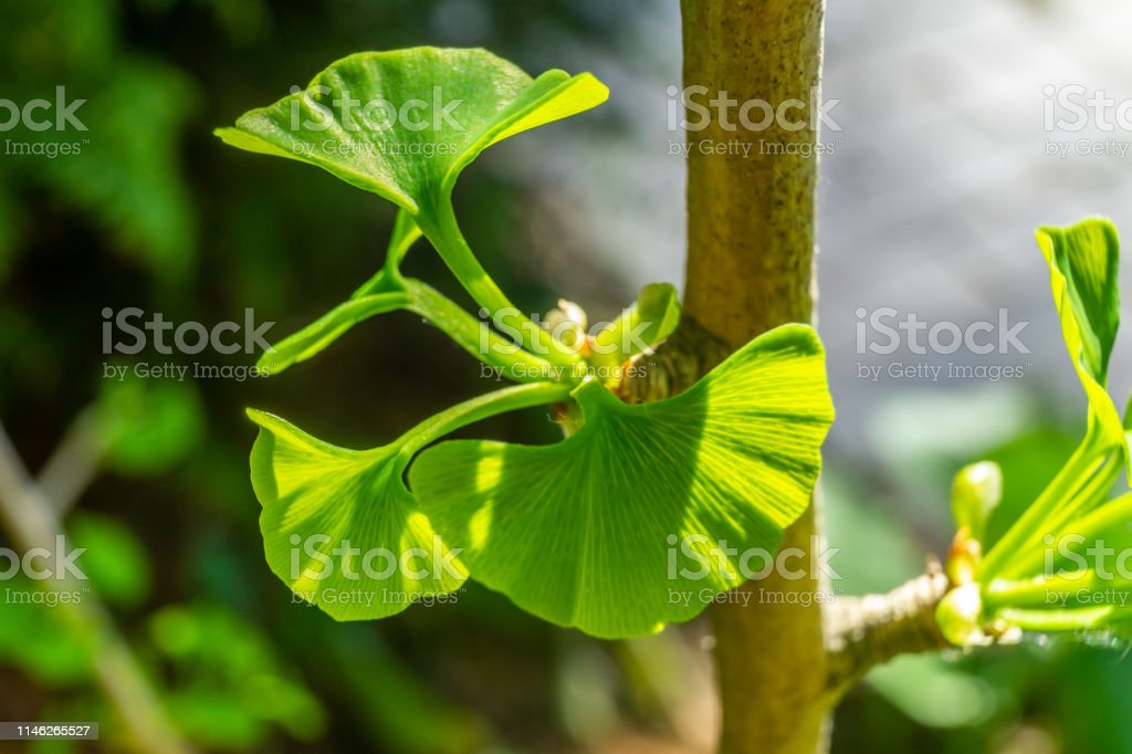 Detail Daun Ginkgo Biloba Nomer 35