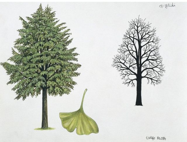 Detail Daun Ginkgo Biloba Nomer 37