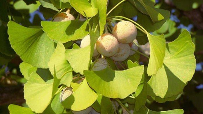 Detail Daun Ginkgo Biloba Nomer 5