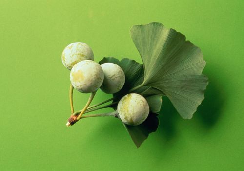 Detail Daun Ginkgo Biloba Nomer 38