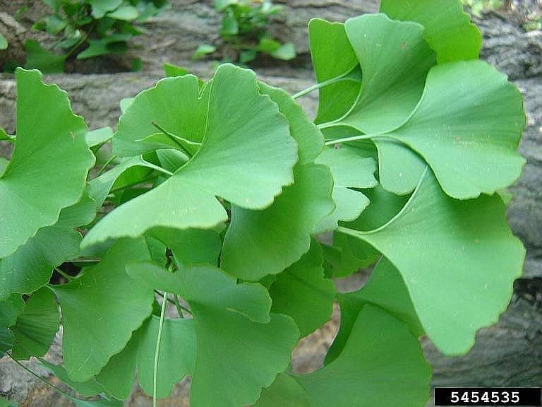 Detail Daun Ginkgo Biloba Nomer 40