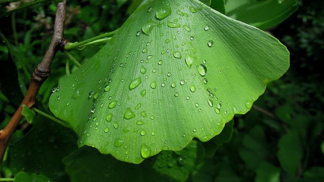 Detail Daun Ginkgo Biloba Nomer 41