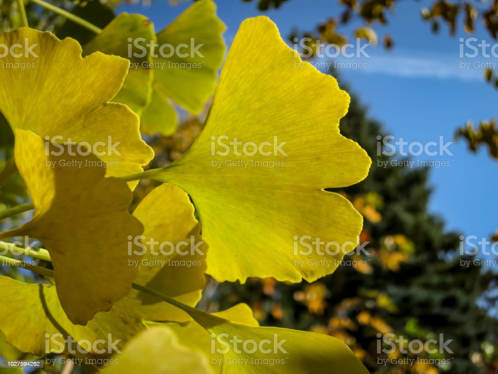 Detail Daun Ginkgo Biloba Nomer 43