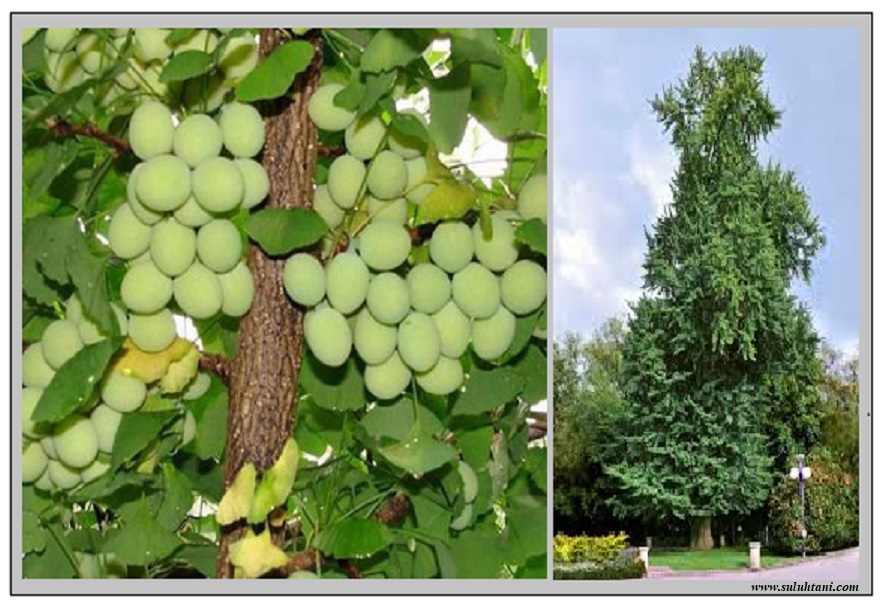 Detail Daun Ginkgo Biloba Nomer 44