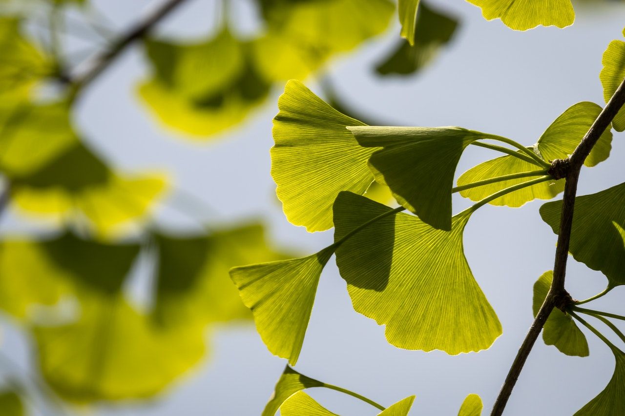 Detail Daun Ginkgo Biloba Nomer 45