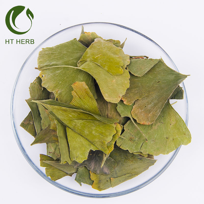 Detail Daun Ginkgo Biloba Nomer 46