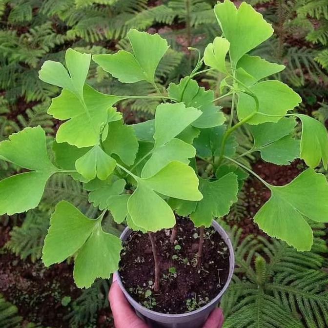 Detail Daun Ginkgo Biloba Nomer 6