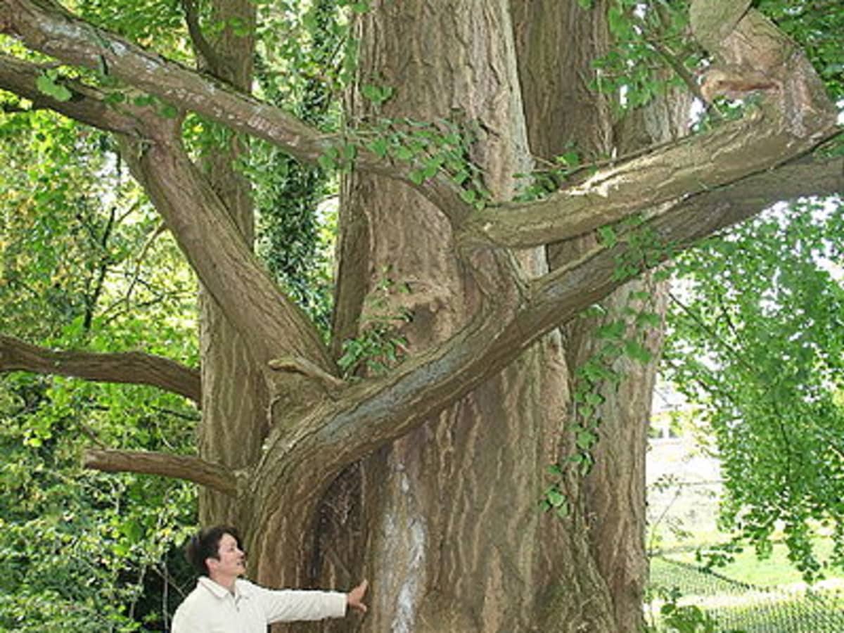 Detail Daun Ginkgo Biloba Nomer 47