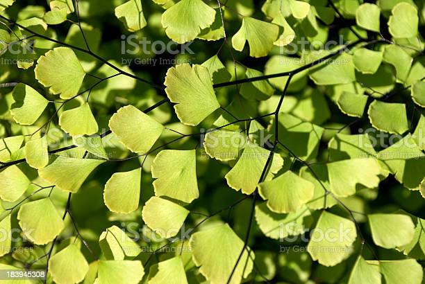 Detail Daun Ginkgo Biloba Nomer 48