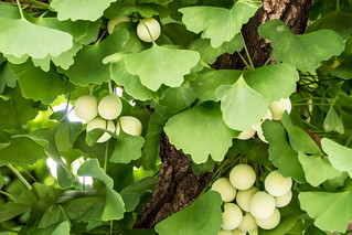 Detail Daun Ginkgo Biloba Nomer 50