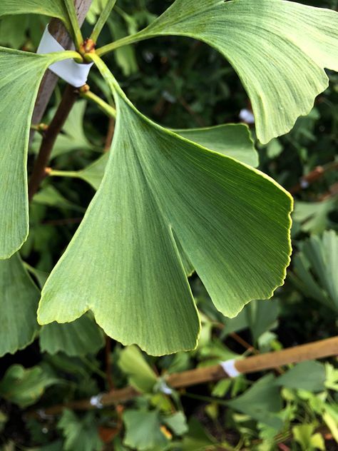 Detail Daun Ginkgo Biloba Nomer 51