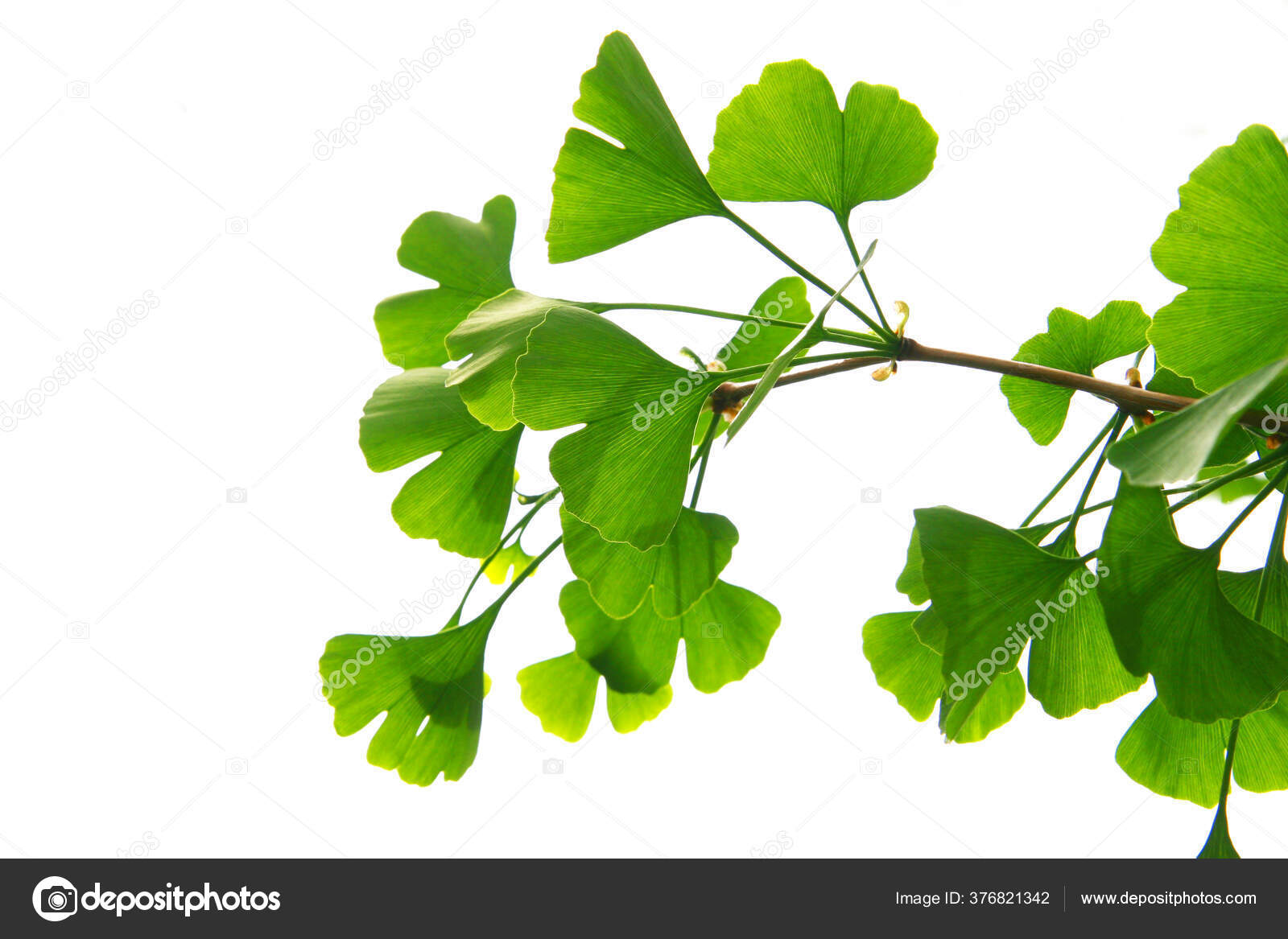 Detail Daun Ginkgo Biloba Nomer 52