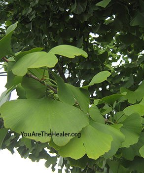 Detail Daun Ginkgo Biloba Nomer 53
