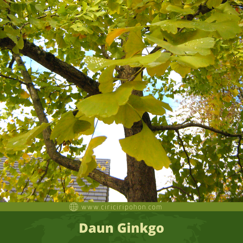 Detail Daun Ginkgo Biloba Nomer 54