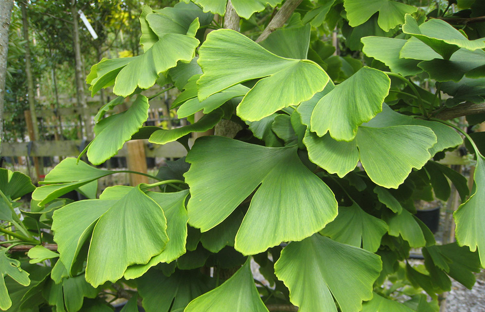 Detail Daun Ginkgo Biloba Nomer 9
