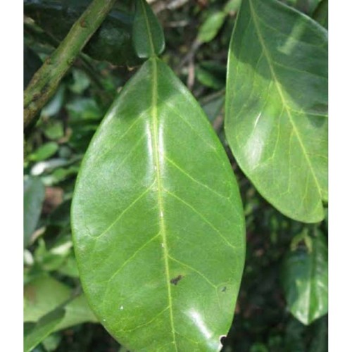 Daun Jeruk Bali - KibrisPDR