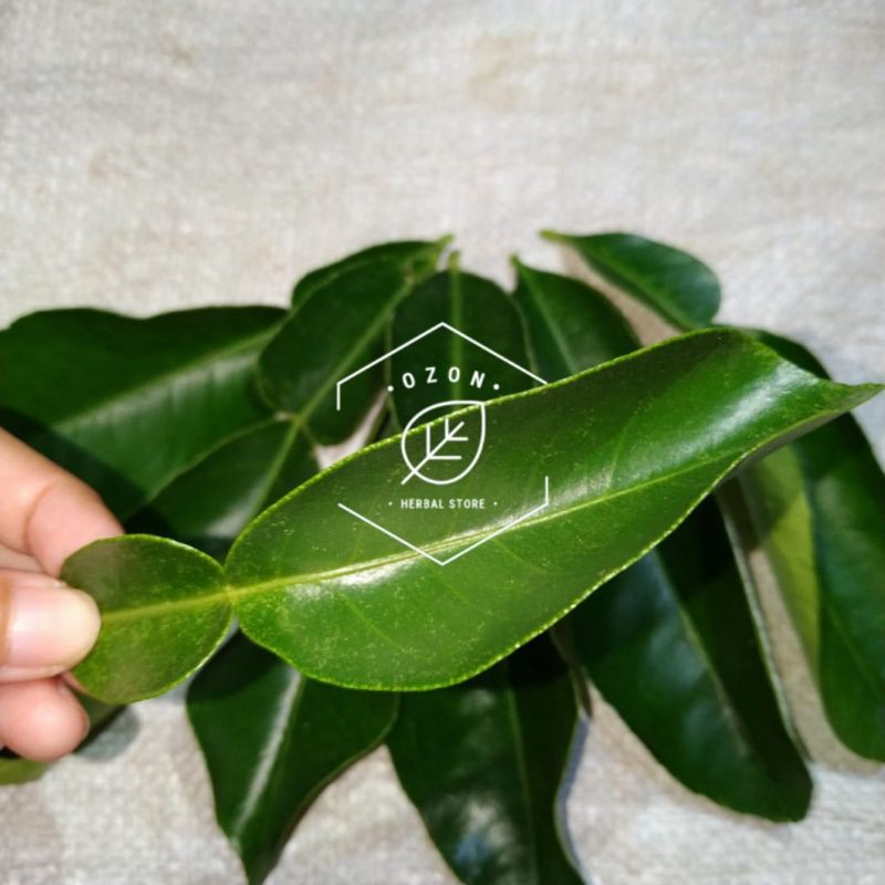 Detail Daun Jeruk Bali Nomer 10