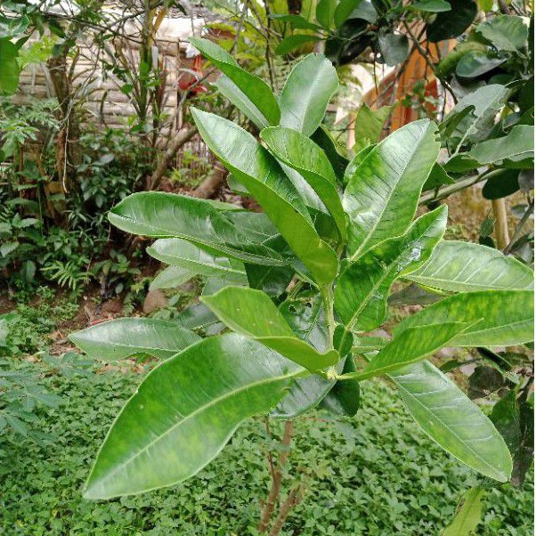 Detail Daun Jeruk Bali Nomer 11