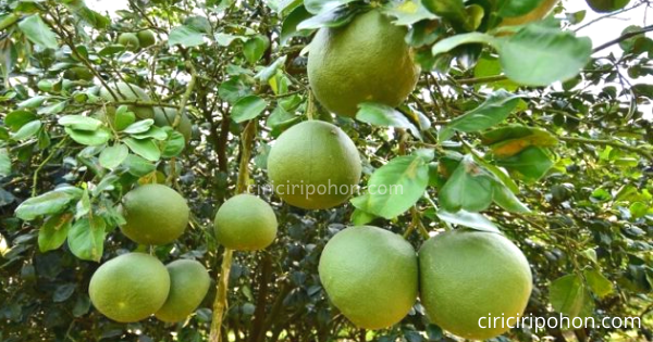 Detail Daun Jeruk Bali Nomer 15