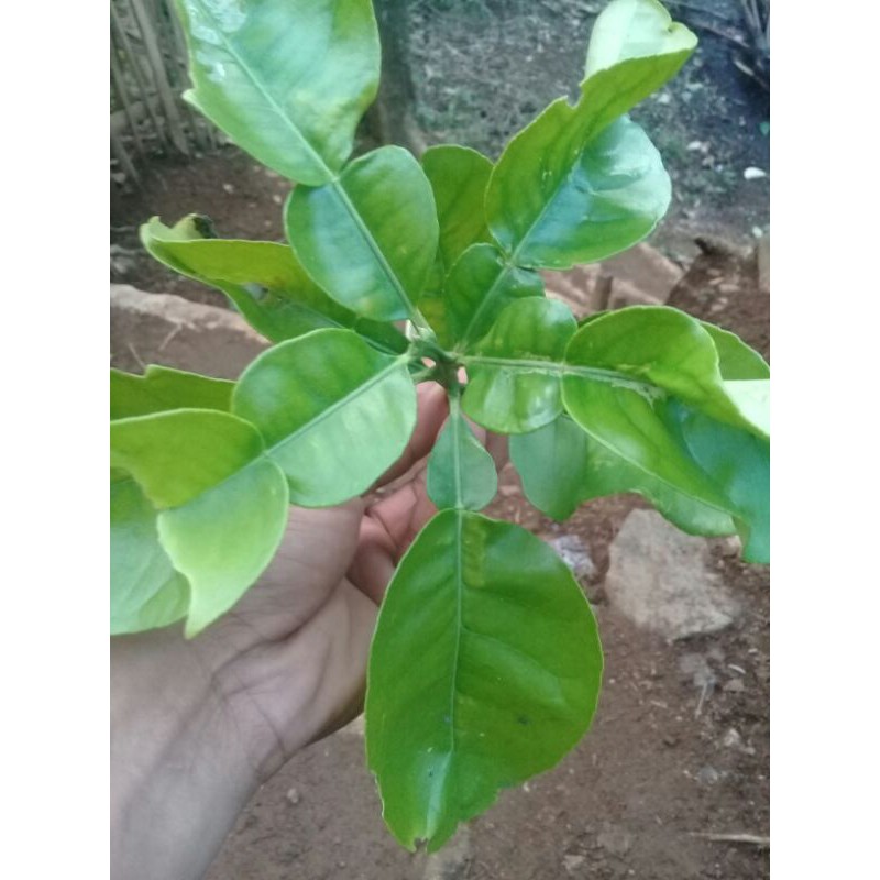 Detail Daun Jeruk Bali Nomer 16