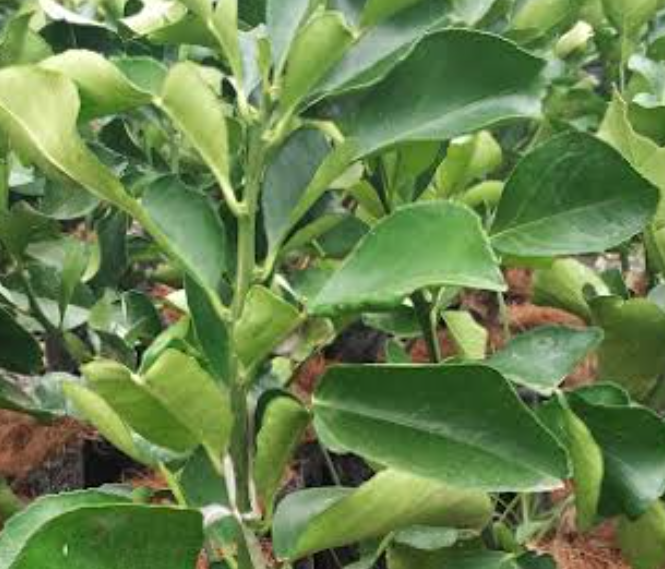 Detail Daun Jeruk Bali Nomer 18