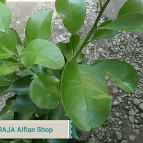 Detail Daun Jeruk Bali Nomer 3
