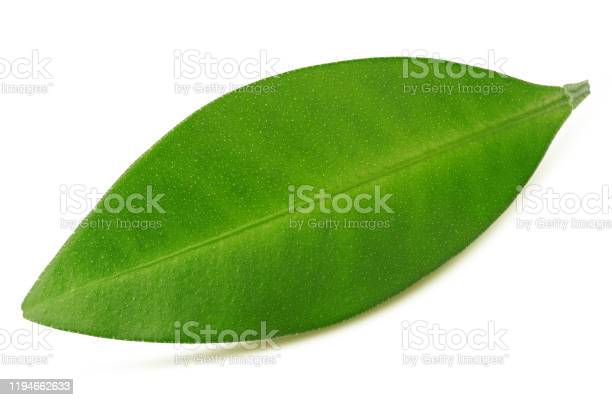Detail Daun Jeruk Bali Nomer 20