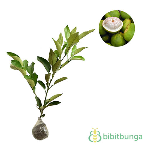 Detail Daun Jeruk Bali Nomer 21