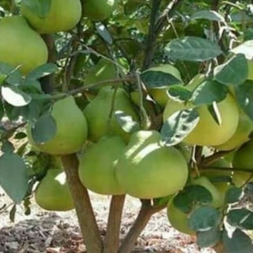 Detail Daun Jeruk Bali Nomer 22