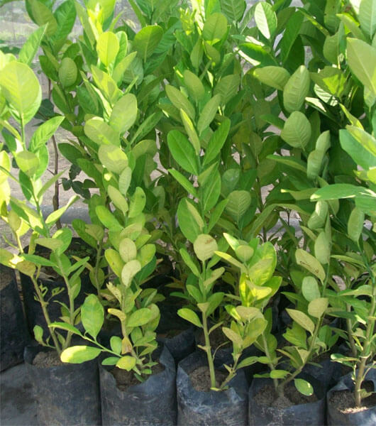 Detail Daun Jeruk Bali Nomer 24