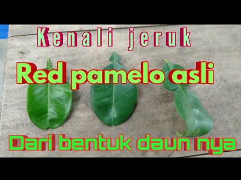 Detail Daun Jeruk Bali Nomer 25
