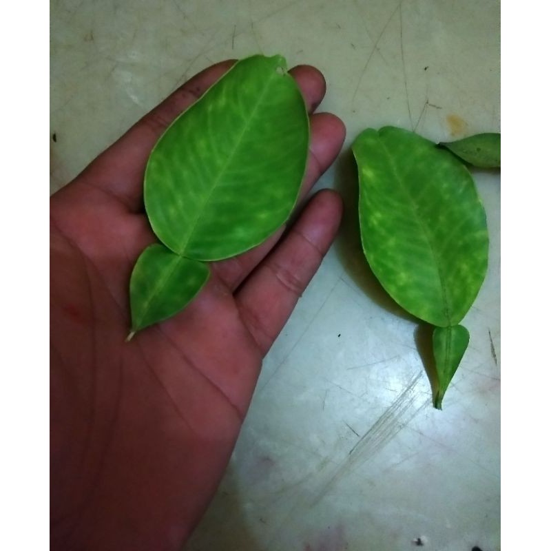 Detail Daun Jeruk Bali Nomer 27