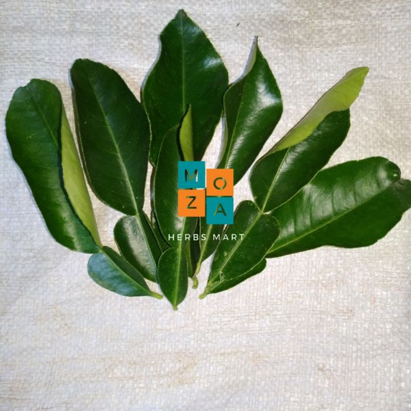 Detail Daun Jeruk Bali Nomer 32