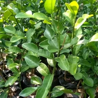 Detail Daun Jeruk Bali Nomer 33