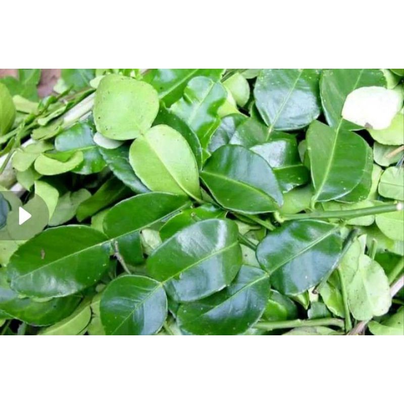 Detail Daun Jeruk Bali Nomer 34