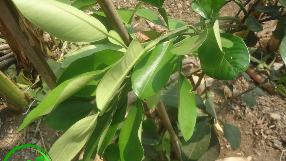Detail Daun Jeruk Bali Nomer 37