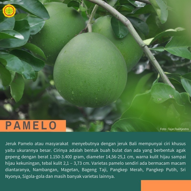 Detail Daun Jeruk Bali Nomer 41